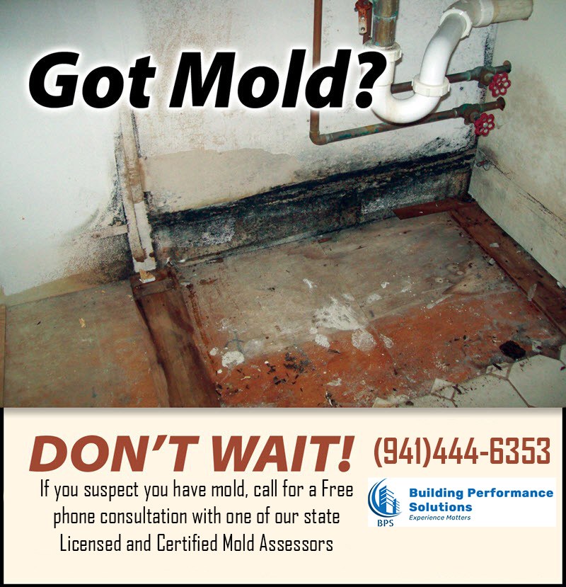 Navigating the Maze of Mold: Understanding Its Impact on Your Home 